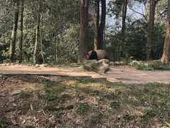 -中国大熊猫保护研究中心雅安碧峰峡基地