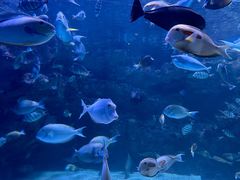 -海合安成都极地海洋公园