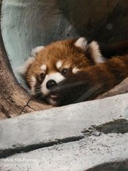 -Zoolung Zoolung动物主题公园(海信广场店)