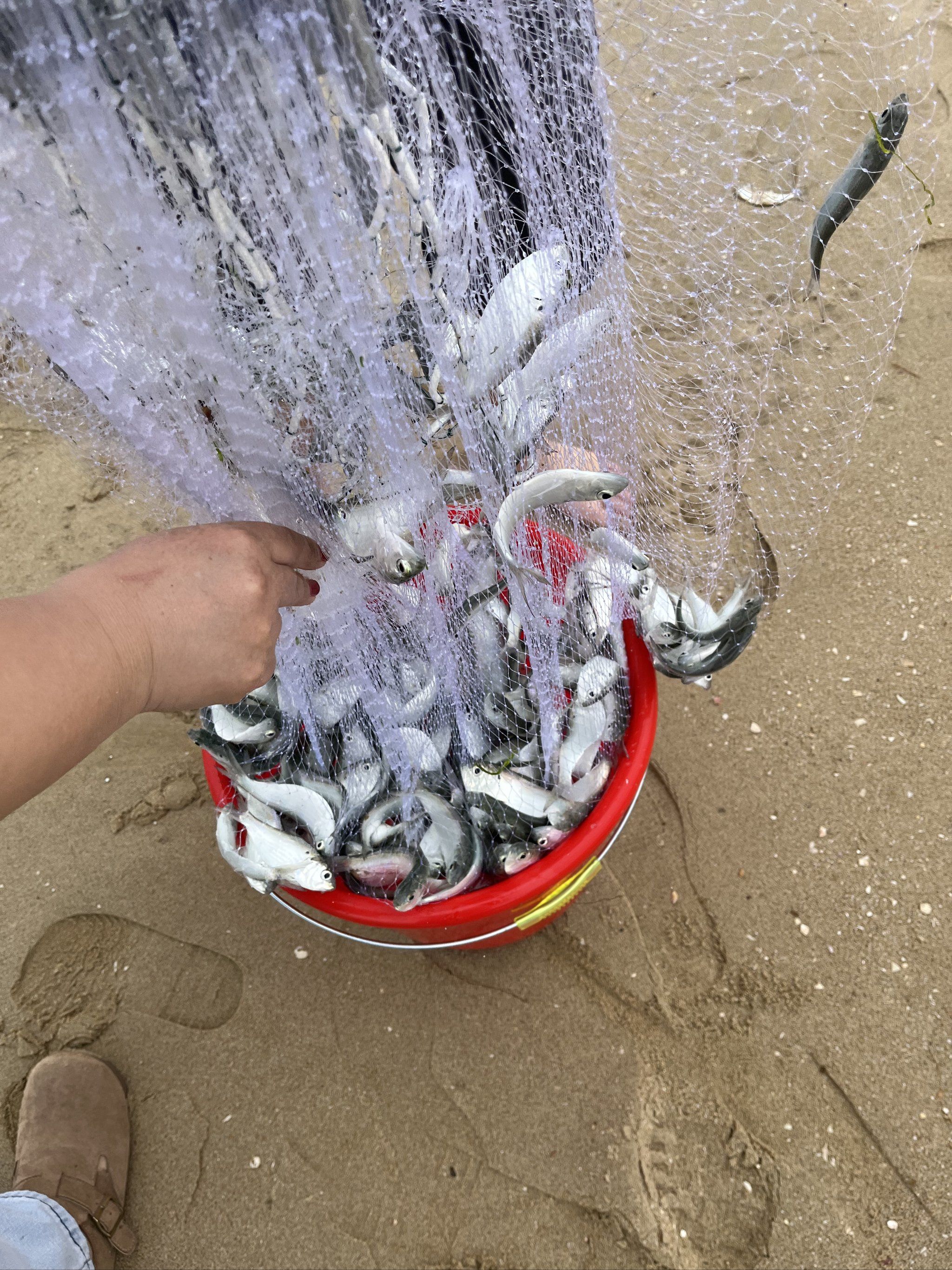 家楼下的彩虹沙滩过年期间人满为患,
朋友的爸爸会捕鱼,抓的小黄鱼