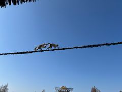 -上海野生动物园