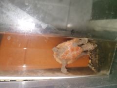 -灵龟之家百象馆(百象馆联合旗舰店)