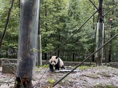 -都江堰中华大熊猫苑