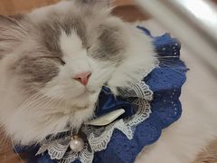-MOCHA明星猫咖(田子坊店)