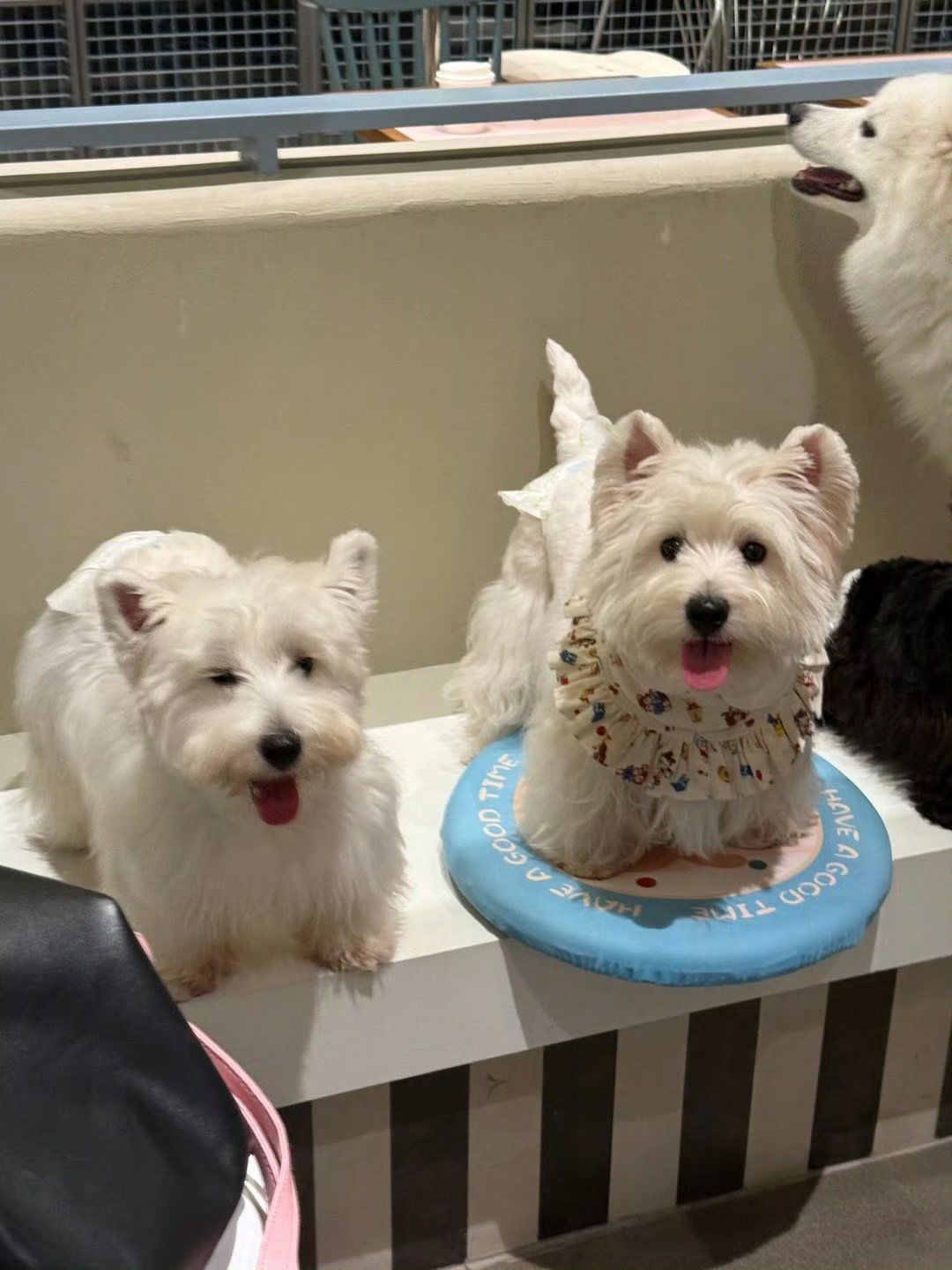 腊肠犬以其长身体和短腿而闻名而西高地白梗则以其白色的毛发和活泼