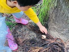 -武陵山森林公园