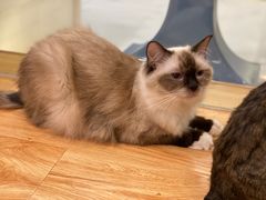 -momokira米努特·德文卷毛猫·棉花面纱犬