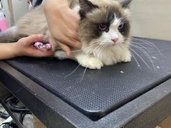 -PETKIT小佩宠物·低压洗护(国顺东路店)