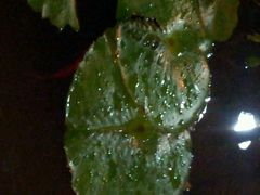 android_upload_pic-荷香居(洞企石路店)