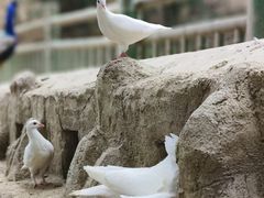 -栾川竹海野生动物园