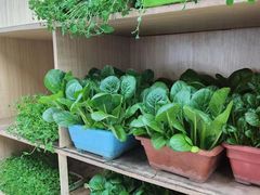 -东椰·海南椰子鸡火锅(朝阳门店)