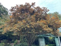 -杭州半山国家森林公园