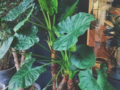 -植物学家的女儿(北马道巷店)