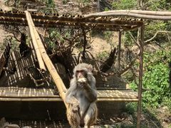 -西双版纳原始森林公园