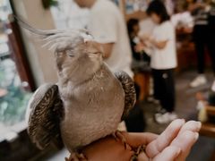 -吉丁鸟咖·异宠·寄养