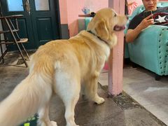 -百好乐宠物友好餐厅(朝外大街店)