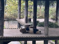 -中国大熊猫保护研究中心雅安碧峰峡基地