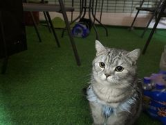 -米苏动物医院·犬猫专科·骨科外科内窥镜