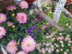 -曲阳花鸟市场(曲阳路店)