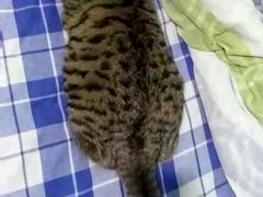 -北京赛佳动物医院