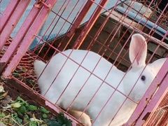 -喜杨洋草莓采摘园