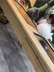 点击看大图 -神奇动物撸宠馆·羊驼·小浣熊·异宠(豫园店)