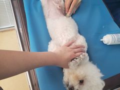 -瑞派·关忠动物医院·猫专科·犬专科(三环新城店)