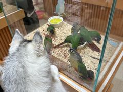 -帕帕拉兹宠物(亚洲旗舰店)