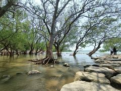 -宝安西湾红树林湿地公园