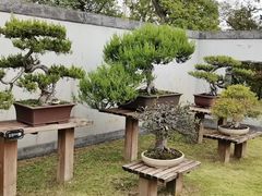 -扬州大运河文化旅游度假区·盆景园