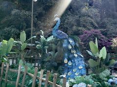 -西双版纳原始森林公园