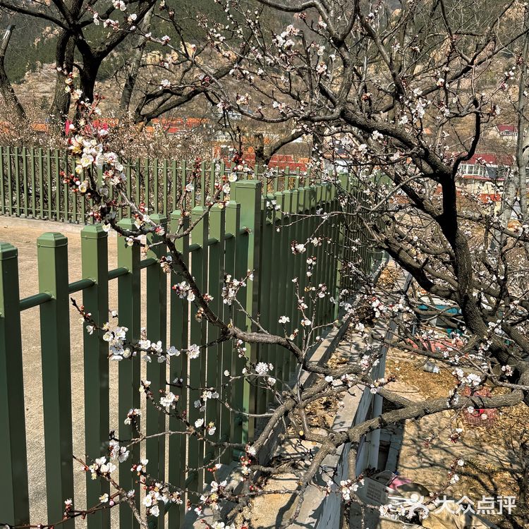 青岛崂山｜这家咖啡店的花开疯了🌬️