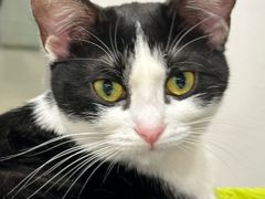 -有喵·猫咖·狗咖·30几只猫10只小狗(岗厦店)