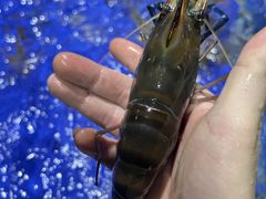 -兴隆槟榔园休闲农庄