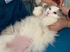 -瑞派·关忠动物医院·猫专科·犬专科(三环新城店)