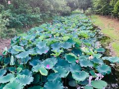 -宾湖农庄·农场特色(太湖龙之梦店)