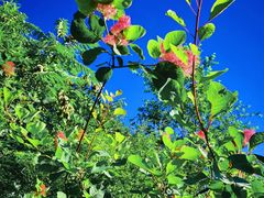 -北京西山国家森林公园