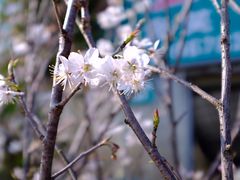 -龙大花卉苗木市场