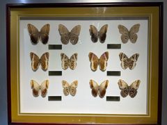 -上海昆虫博物馆