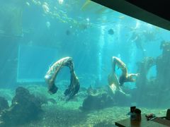 -海棠湾洲际-涛·海底餐厅·美人鱼·自助餐·海底隧道