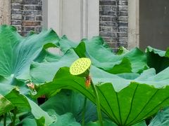 -古德寺