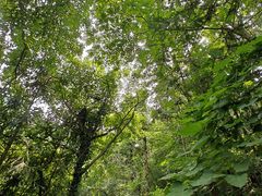 -素山寺森林公园