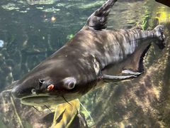 -太平洋海底世界