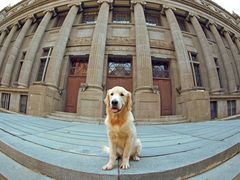 -超宠爱宠物摄影-Super pet