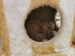 -藏猫猫咖啡主题馆(中央大道店)