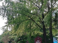 -成都市活水公园