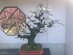 -香雪海