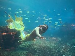 -海棠湾洲际-涛·海底餐厅·美人鱼·自助餐·海底隧道