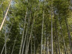 -上海佘山国家森林公园天马山园