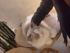 -共舞时光猫咖·狗咖(新街口店)